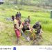 Menebar Harapan Untuk Masa Depan Hijau Papua, Satgas TNI Tanam Pohon Kelapa bersama Warga Wuloni Papua