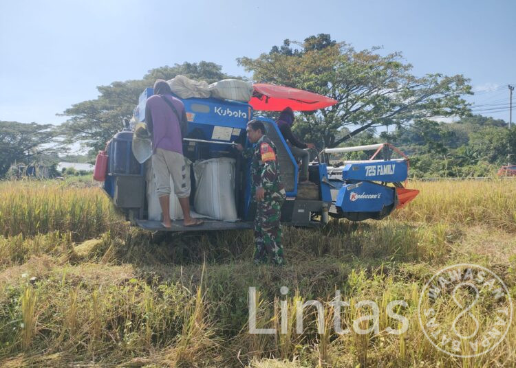 Babinsa Bersama Petani, Menjaga Pangan dan Menguatkan Negeri