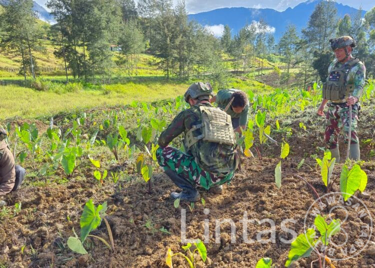 Satgas Yonif 700/WYC Ajak Warga Tanam Keladi, Wujud Nyata Kemanunggalan TNI dan Rakyat di Tanah Papua