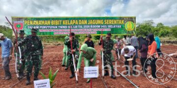 Pangdam XIV/Hasanuddin Bersama Masyarakat Tanam Kelapa dan Jagung untuk Ketahanan Pangan