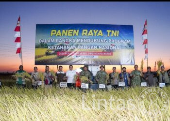 Panen Raya Bersama Presiden RI, Pangdam XIV/Hsn Tegaskan Sulsel Tetap Kokoh sebagai Lumbung Pangan Nasional