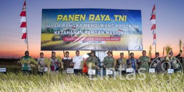 Panen Raya Bersama Presiden RI, Pangdam XIV/Hsn Tegaskan Sulsel Tetap Kokoh sebagai Lumbung Pangan Nasional