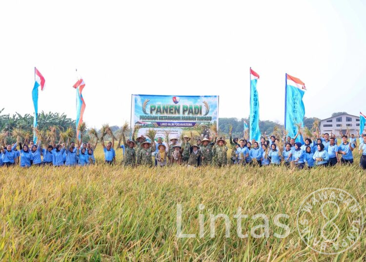 Panen Padi Lanud Halim Perdanakusuma Perkuat Ketahanan Pangan Nasional